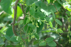 Pentatropis capensis
